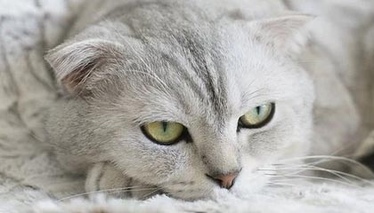 华体会手机网站-克罗地亚队在巴黎奥运会手球比赛中表现出色，赢得银牌，克罗地亚 队