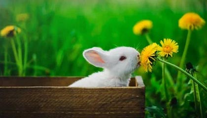 华体会手机网站-克罗地亚队在巴黎奥运会手球比赛中表现出色，赢得银牌，克罗地亚 队