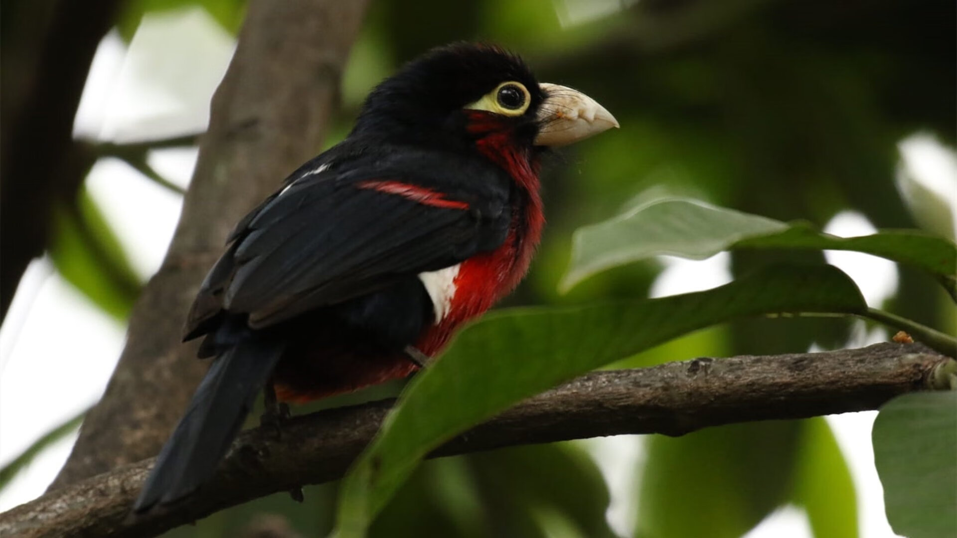 尤文图斯主教练谈战术，备战欧冠关键战，尤文图斯新任主教练