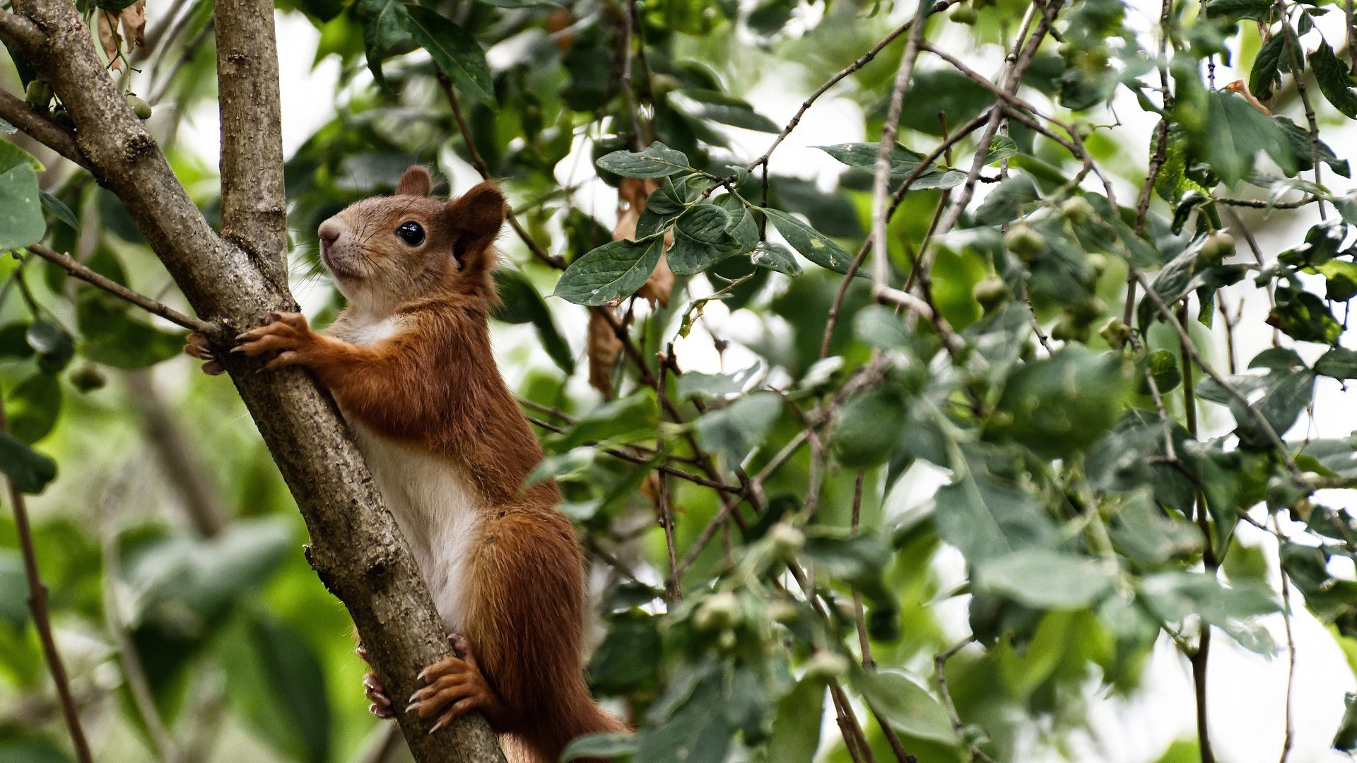 梅斯联赛首场胜利,球队信心大增,梅斯cba