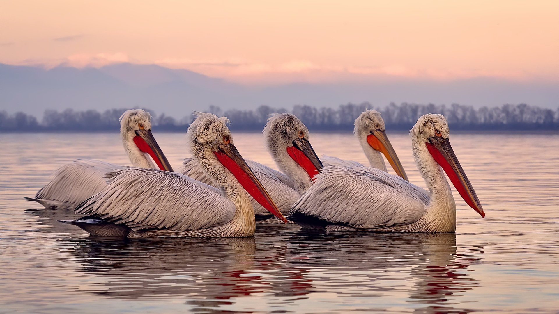 联盟是否应打造球员生活支持智库平台，联盟球赛