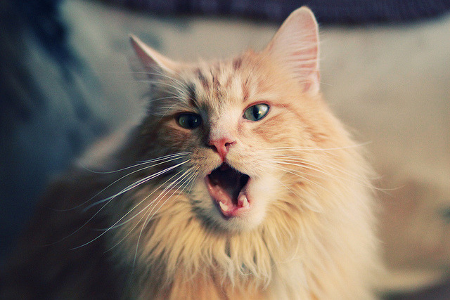 华体会app安装-闪耀亚洲赛场 中国女足以全新姿态征服世界，中国女足亚少赛