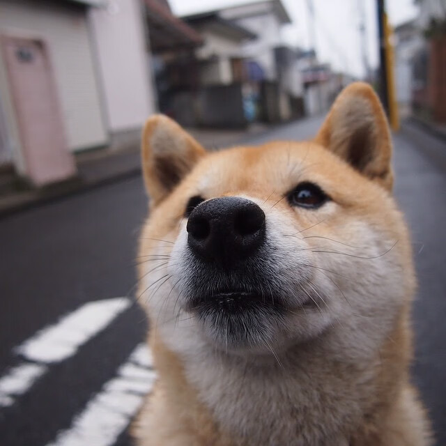 中国篮球职业俱乐部青训人才培养模式,篮球青训队招聘条件