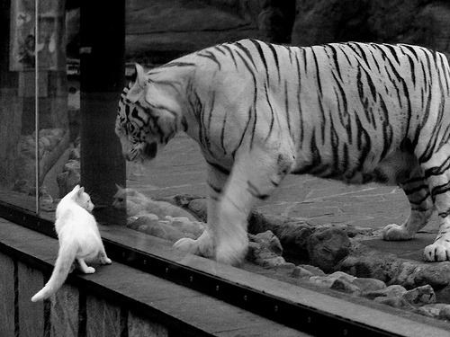 中国青少年篮球政策落实及推广效果评估,青少年篮球赛事推广