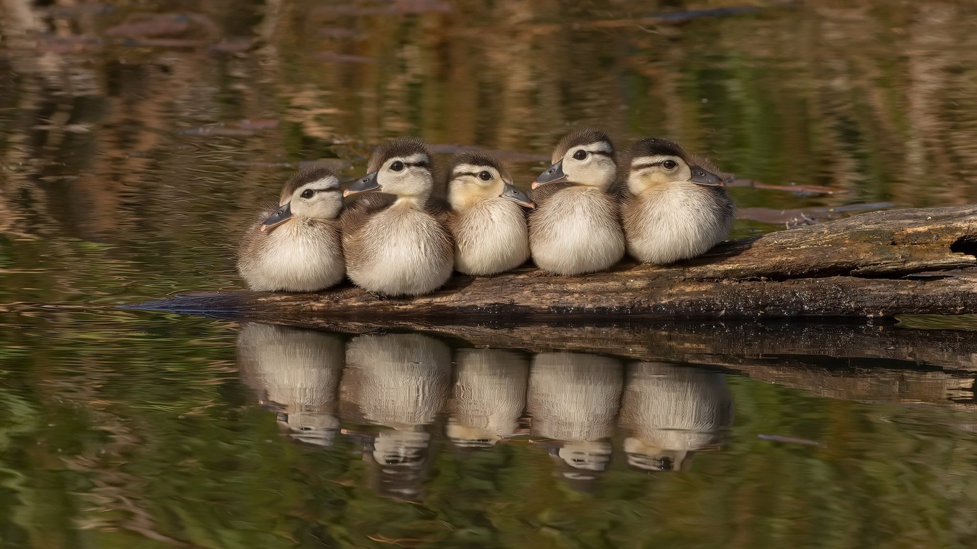 篮球专项体能训练疲劳监控技术开发,篮球运动监测