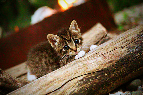 英超球队结合心理负荷等级调整战术部署容错率，英超球队规则