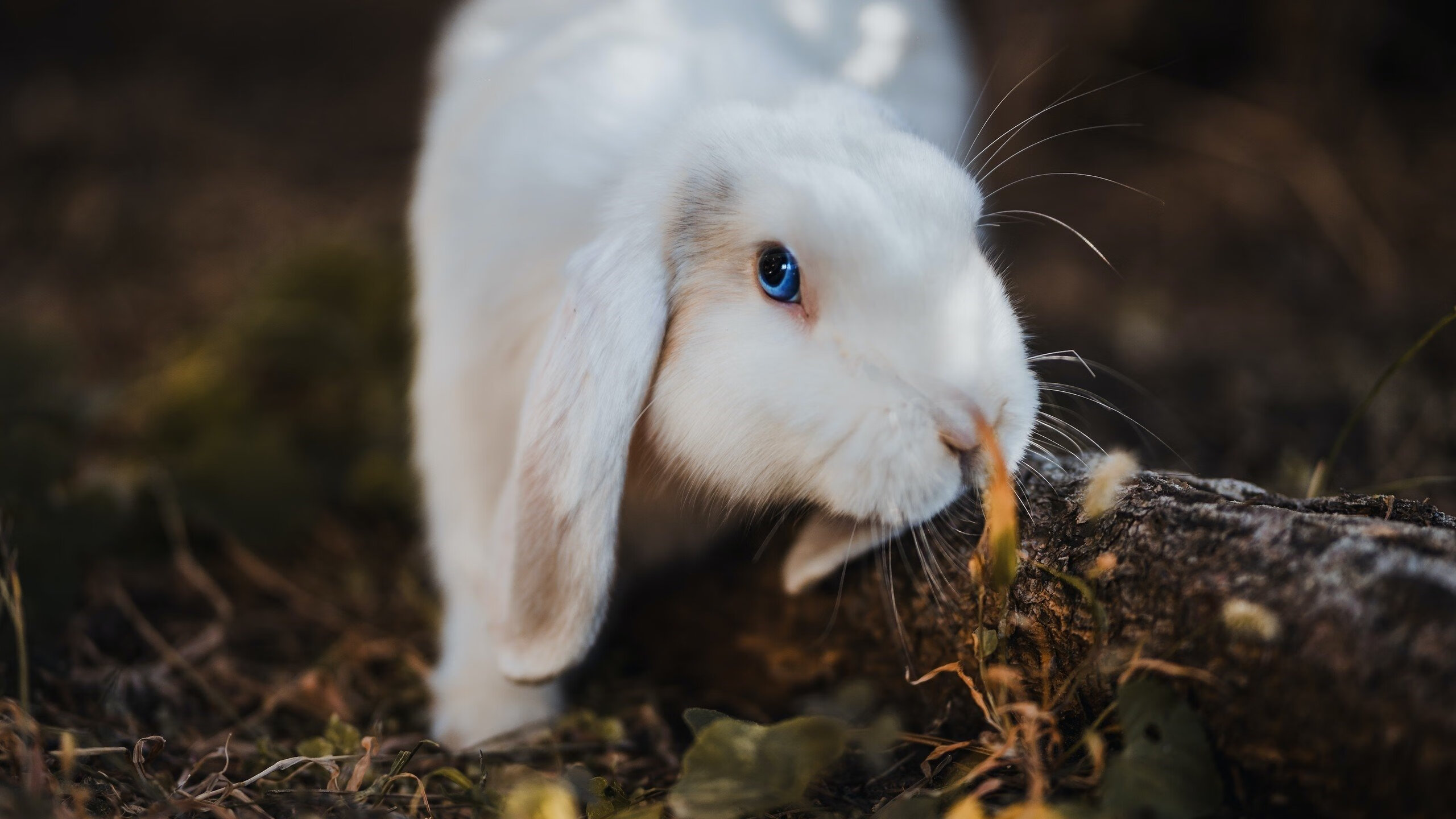 华体会app安装-CBA球队全面升级体能管理体系，cba身体素质要求