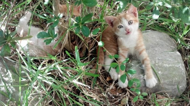 五大联赛是否普遍要求替补球员具备即战术即融入能力，五大联赛引援