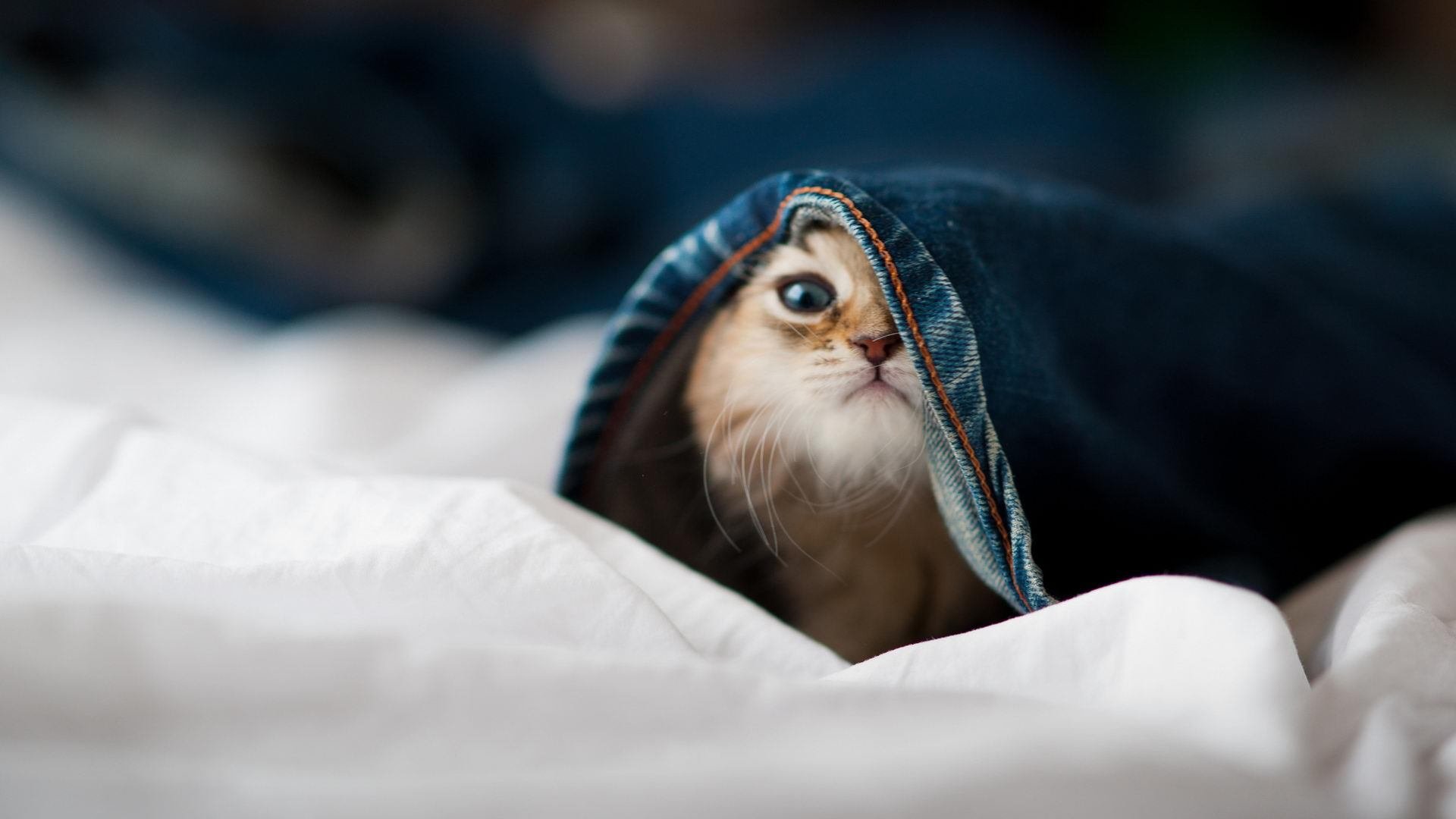 国际乒联混合团体世界杯：新加坡队如何突破强敌展现实力，乒乓 新加坡