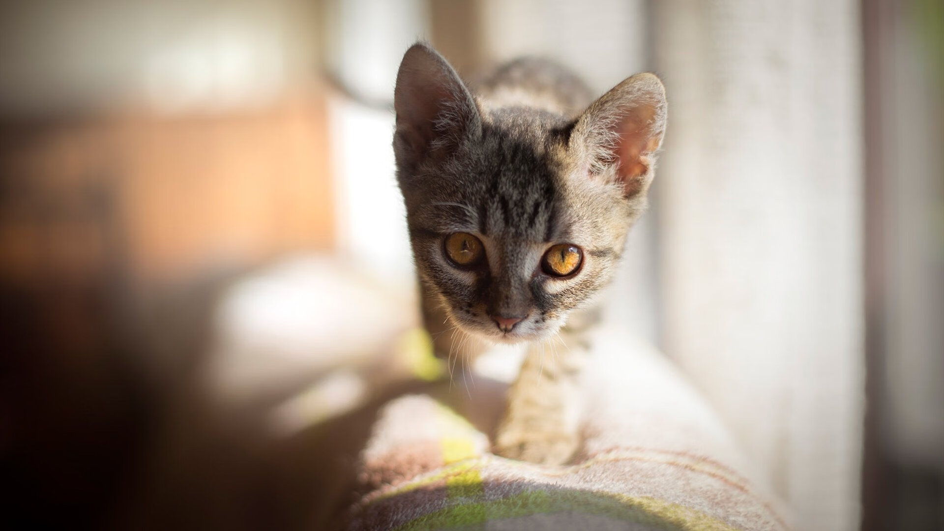 华体会手机网站-浙江雄狮持续挖掘板凳深度应对赛季消耗，浙江雄狮工贸有限公司