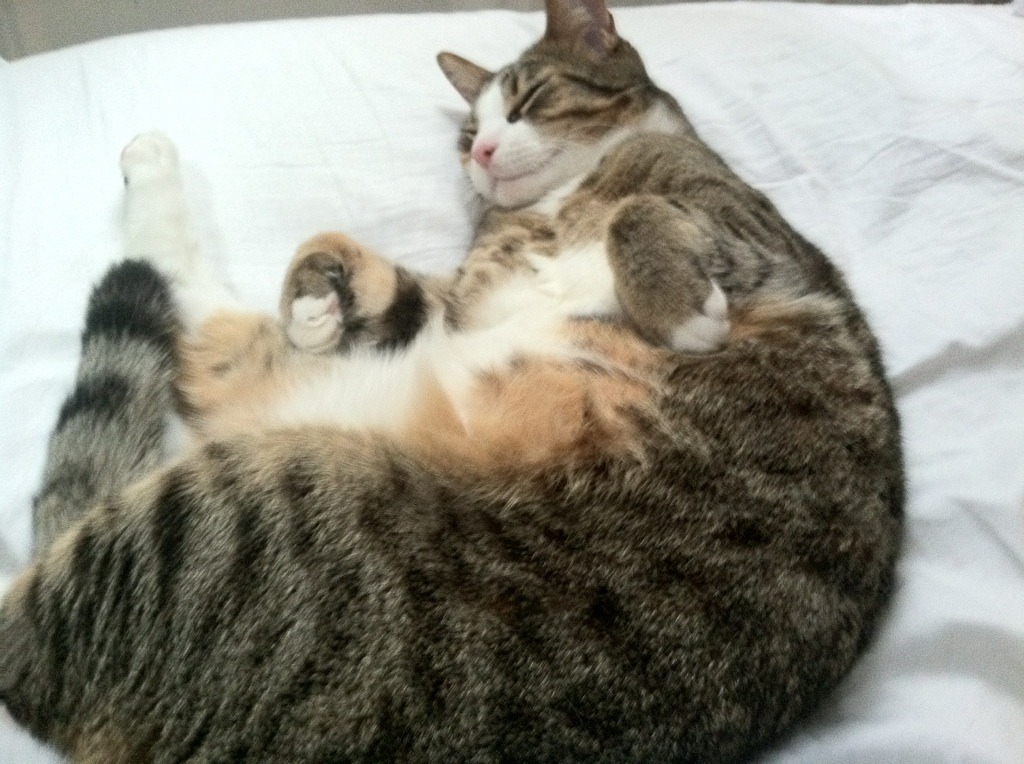 中国足球国家队球员伤病防护体系完善健全，足球球员伤病数据