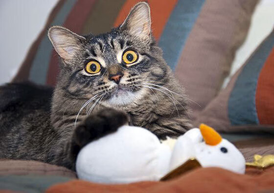 中立代表队B赛后分享团队备战心得