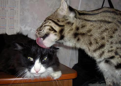 城市篮球文化节持续举办推动篮球运动与城市文化融合,城建篮球队