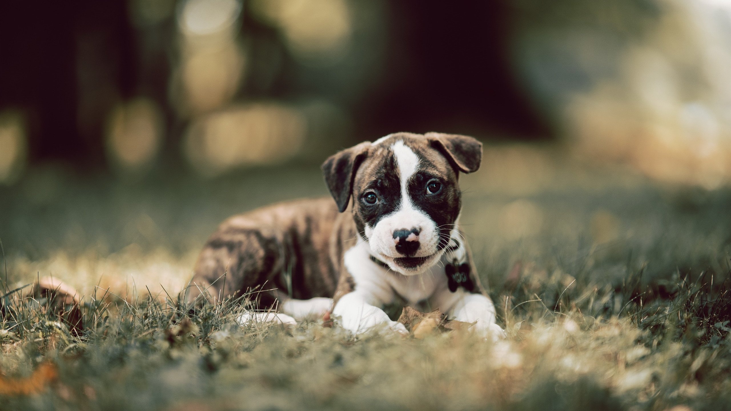 女子篮球推动核心战术板块训练强化执行效率，女子篮球基本功训练
