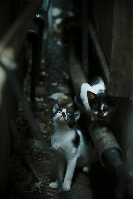华体会登陆-意甲战术巅峰：细节决定胜负的精彩瞬间，意甲战术强在哪里