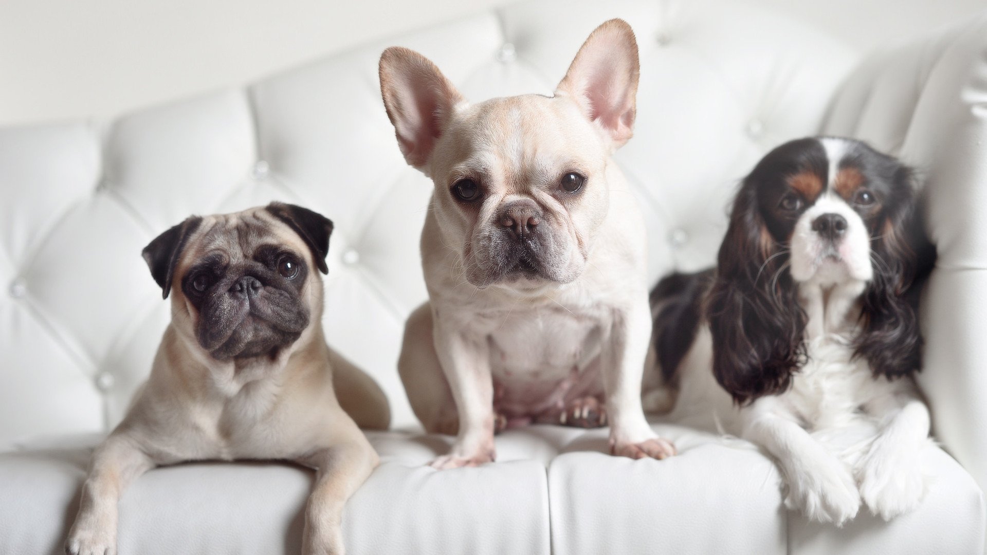 曼联中场组合渐入佳境备战升级，在曼联效力过的中场球员