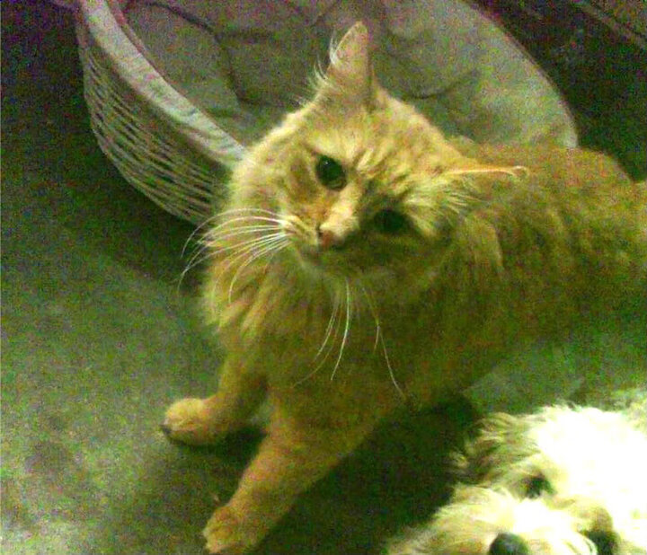 法国橄榄球赛事带动地方经济，打造体育新产业，法国橄榄球日历