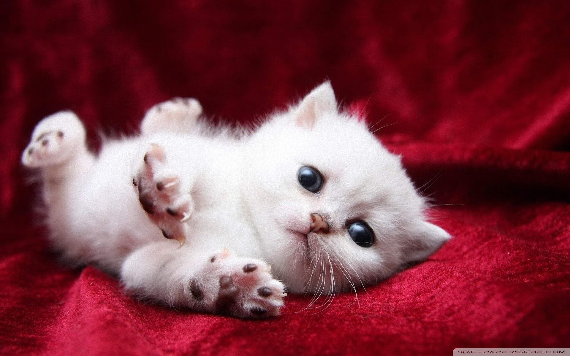 英超冠军需要拼搏:每一场都精彩纷呈!,英超冠军有什么好处